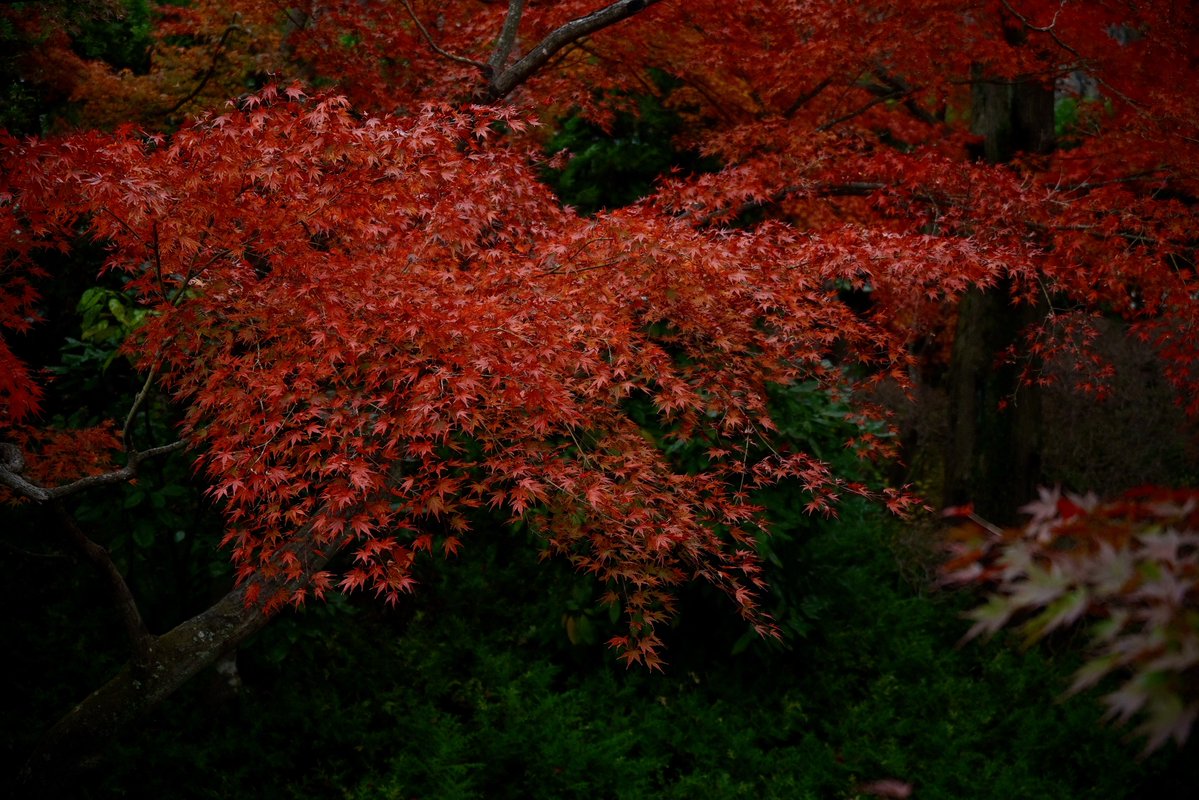 nobgd21's tweet image. 箱根で紅葉とハンバーガー #SigmaBF #lumixs28200