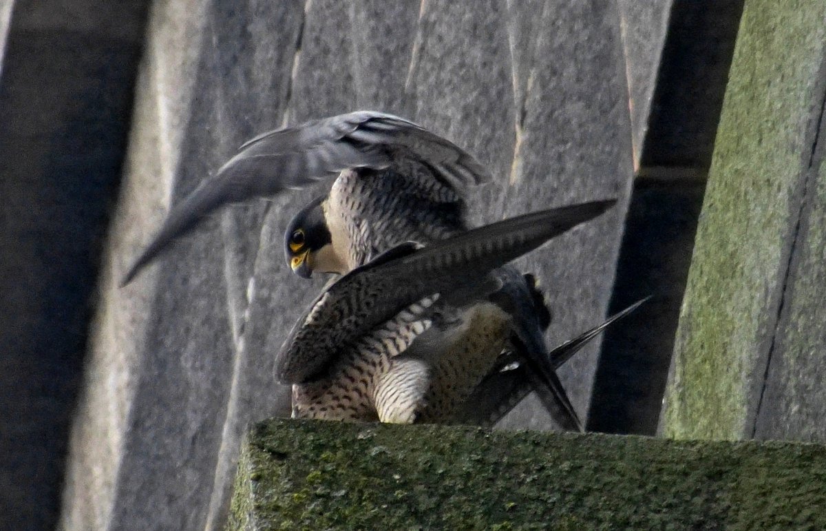 Birding Seaton Valley
Crag Point Old Hartley - morning 
Patch tick #165 
Patch Year tick #156
Peregrine 
reported this morning so a slow windy walk along 
just took off as I got there and flew toward Delaval Arms area pic 1 - pics 2-4 from last patch