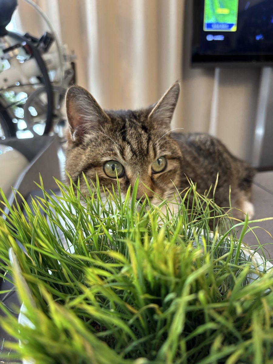 ＃猫のいる暮らし　＃猫のいる幸せ　＃猫　＃まめ