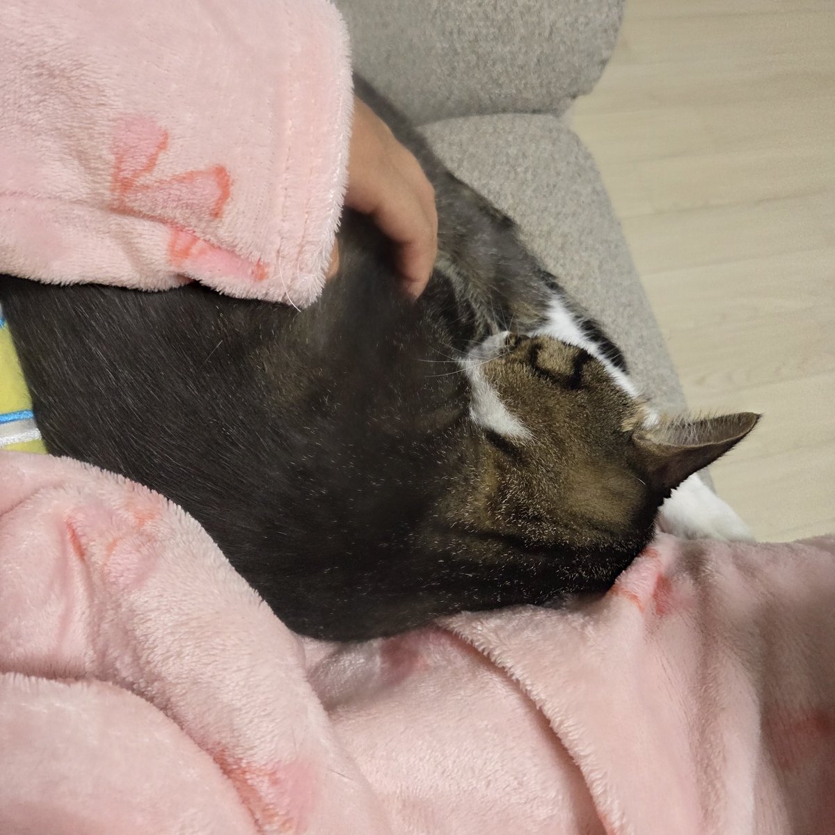 1인 1고양이 보급제