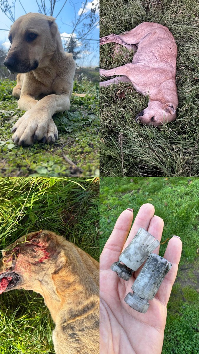 Yer: Akbıyık Köyü / Yenişehir

Sadece sokaktaki köpekler değil, sahipli köpekler bile ‘vuracağız’ denilerek tehdit ediliyor.
Besleme yapan kadın arkadaşlarımız açık şekilde hedef alınıyor.

Bu durum bireysel değil, örgütlü bir nefret hâline dönüşmüş.
Silahla tehdit etmek de,