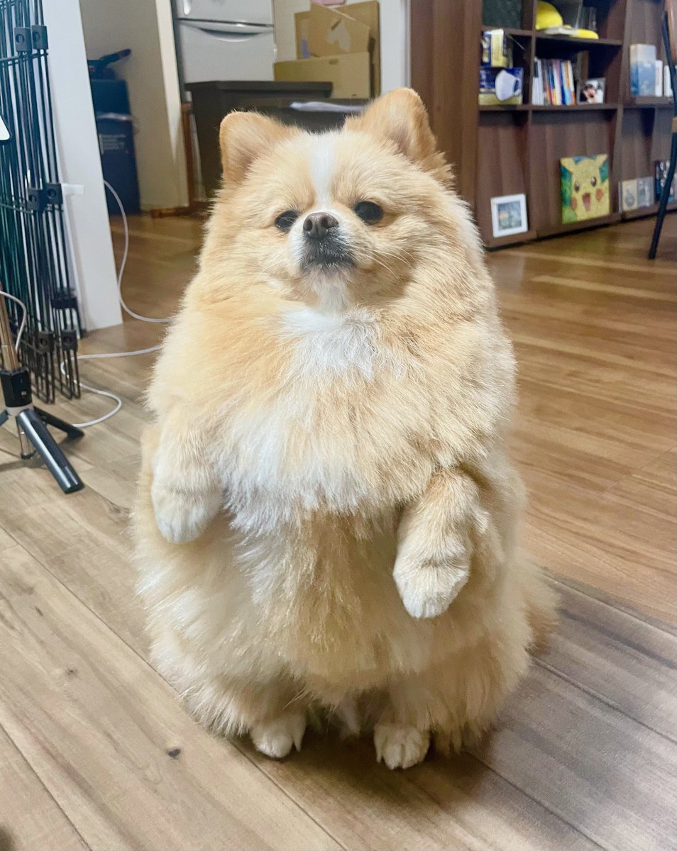 歩くポメラニアン (@Buuchio) / Posts / X