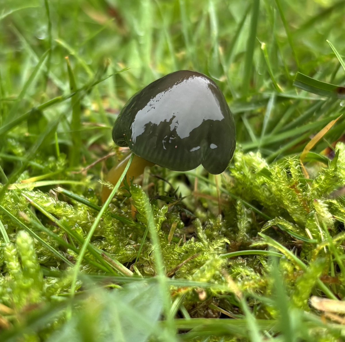EcolaEvans's tweet photo. Still not much about in the #Waxcap department of Malvern Cemetery but pleased to find Yellow & a fresh Green Parrot (Gliophorus psittacinus) Bitter (Hygrocybe mucronella) & Snowy Waxcaps (Cuphophyllus virgineus) @WorcsWT @britishfungi #Fungi @Love_plants https://t.co/mhQy1UZ3gG