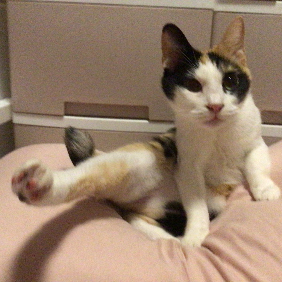 NO.2917✤失われた野生ねこ ジルコニア チャーム NO.2917✤失われた野生ねこ ジルコニア チャーム NO.2917✤失われた