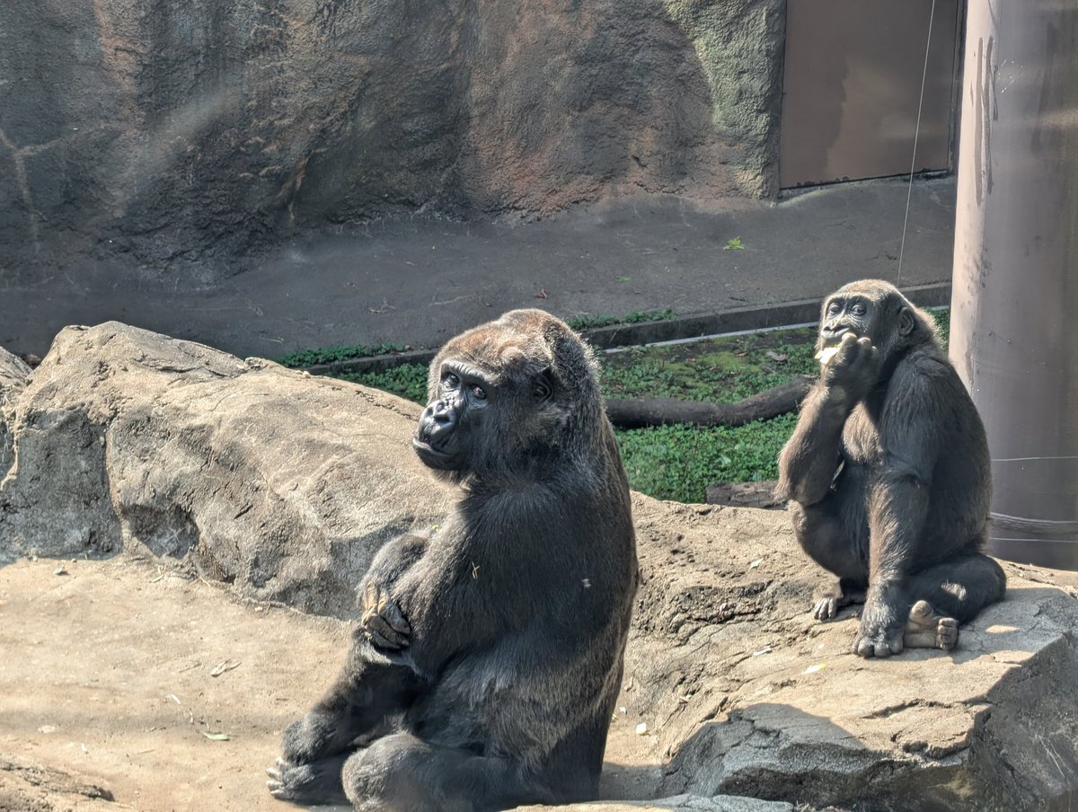 おはよう☀
トトさん🦍　スモモちゃん🦍

2025.11.15  #トト　#スモモ
#ニシローランドゴリラ
#上野動物園