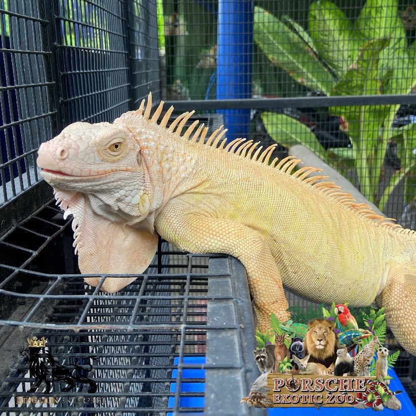 Porsche_shop99's tweet image. เหล่ท่อ เอ้ยย หล่อเท่แบบนี้ก็มีนะค้าบ😎

Very cool 🤩

#porscheexoticzoo 
#porscheexoticzooadmin 
#porscheexoticzooofficial 
#อีกัวน่า 
#lizard