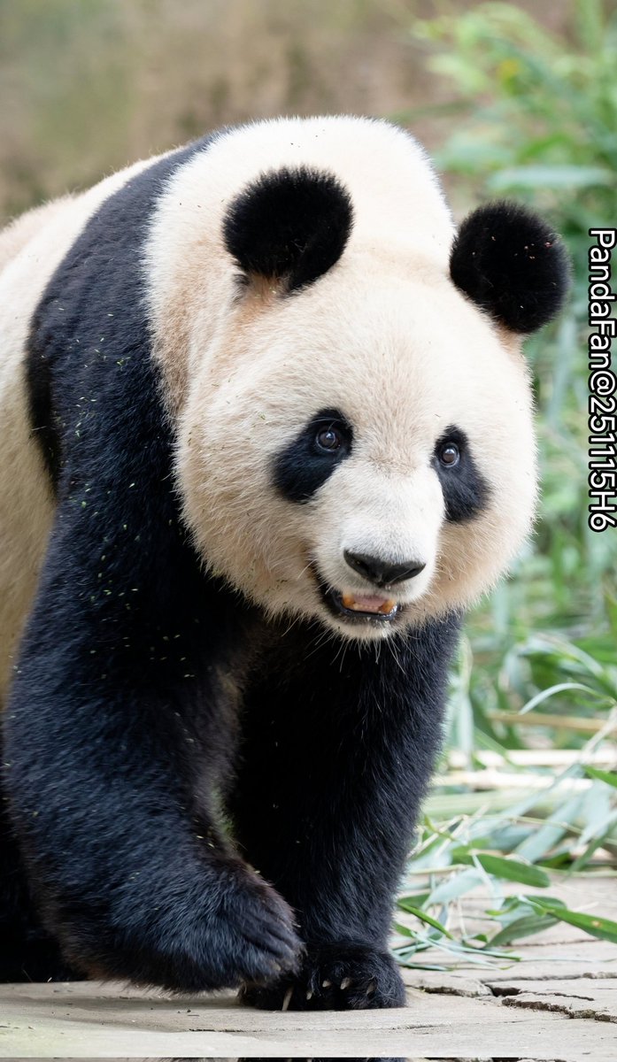 Good Night to you from ShinShin today😍