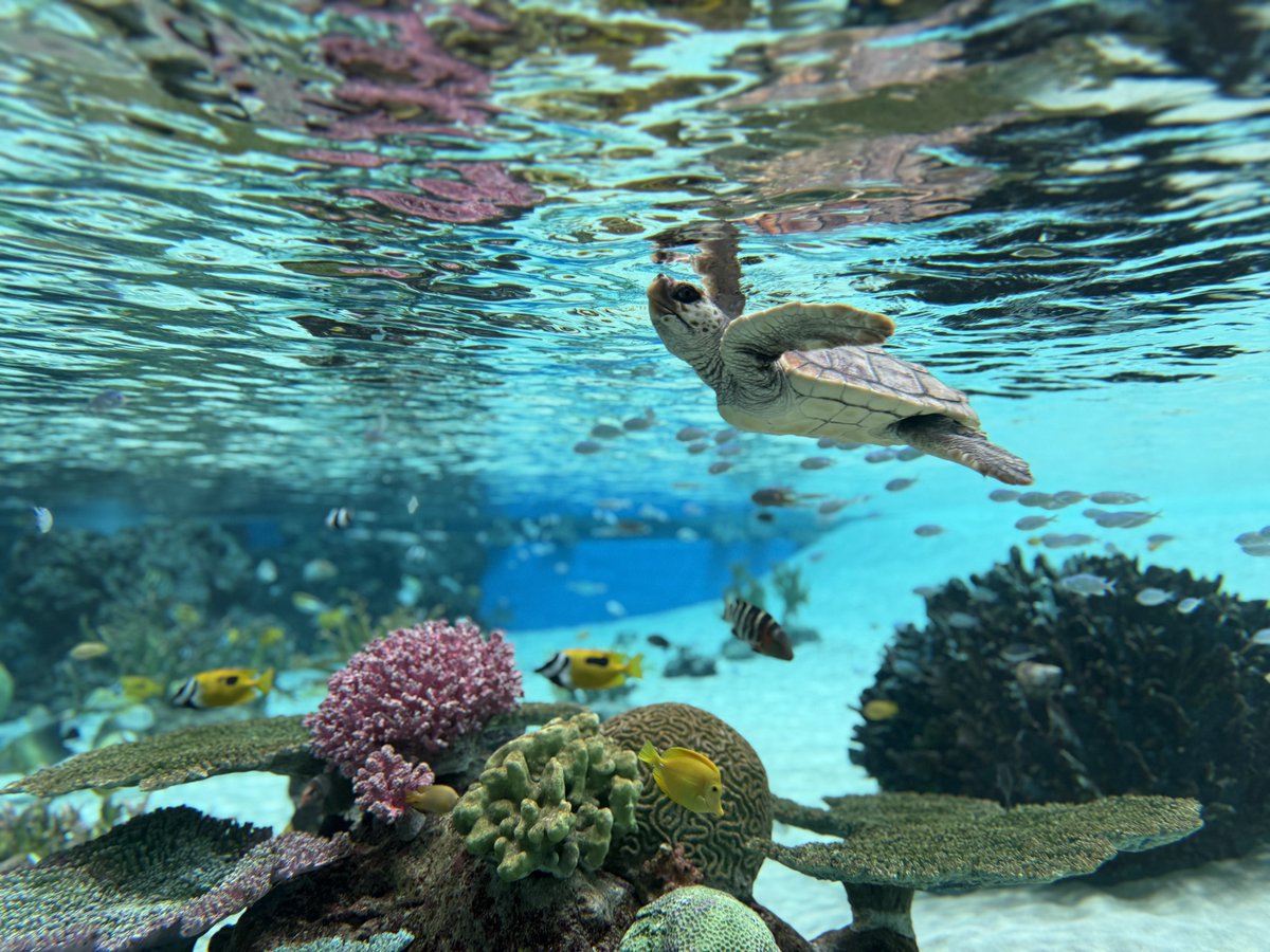 ❌水族館好き(❁ᴗ͈ˬᴗ͈)水族館の生き物 もっと！ほんとのおおきさ水族館 / 小宮 輝之【監修】/尾崎 たまき