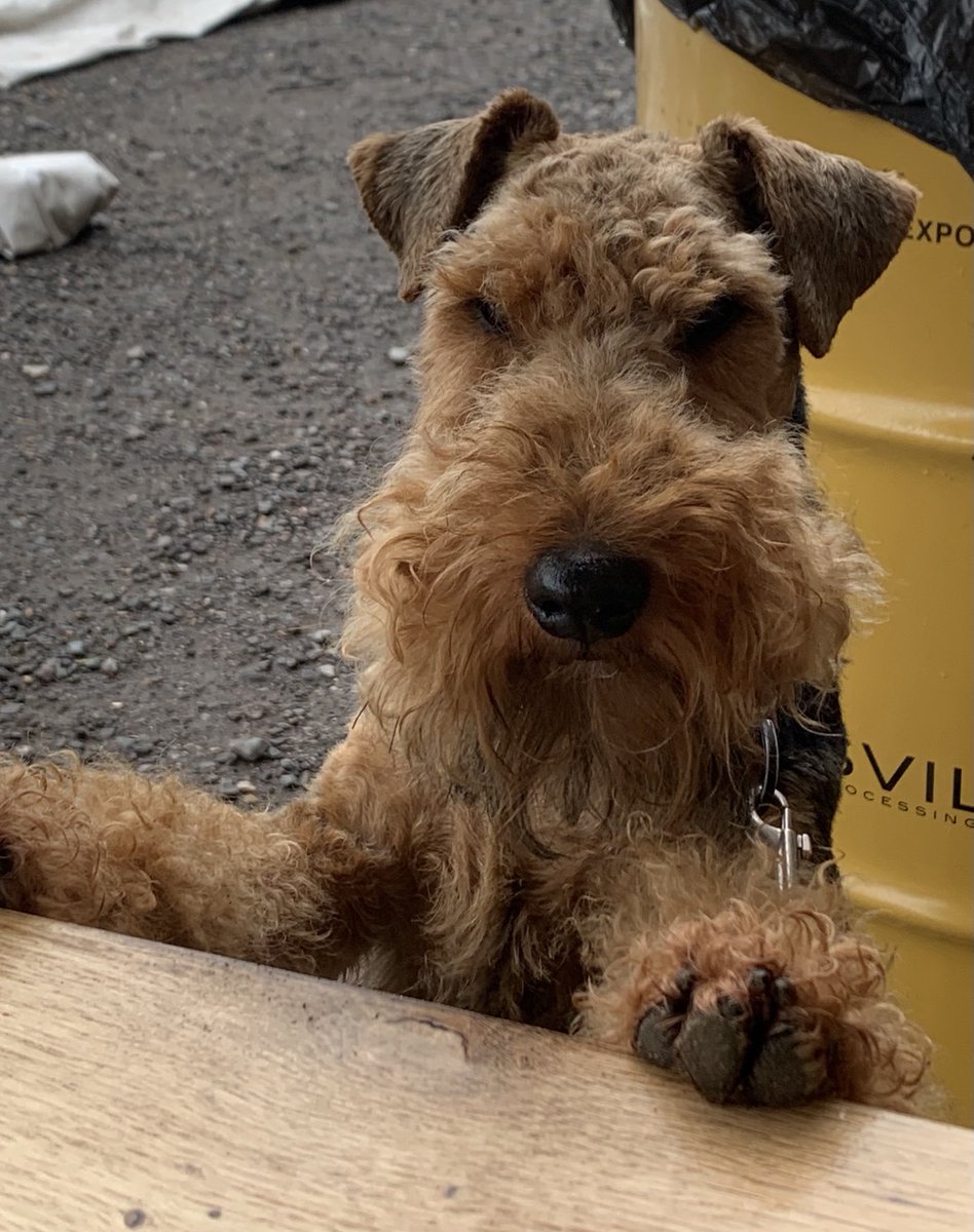 Ernie Welsh Terrier & Harry 🌈 🇪🇺🇪🇺🇪🇺 tweet media