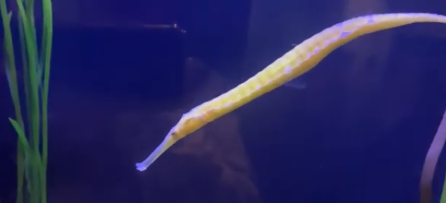 pattayascuba's tweet image. Alligator Pipefish

Common names for Syngnathoides biaculeatus include #alligator #pipefish, double-ended pipefish, and alligator pipehorse.

They're widespread in the Indo-Pacific region, especially eastern #Australia and #SoutheastAsia.
#scubadiving

private-scuba.com/sea-life/marin…