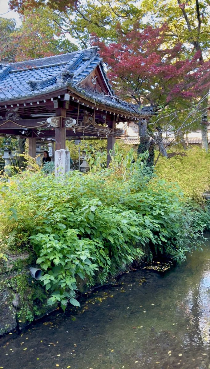 kyopan33's tweet photo. 嵐山の近くの松尾大社が紅葉綺麗だった🍁

境内に滝があったり、
天狗の形をした岩を探したり、楽しかった✨

観光客も少なくて、穴場！

ぜひ行ってみてね〜☺️

近くのおすすめランチや嵐山についても発信予定なので、
ぜひフォローしてね💕

#kyoto #京都 #嵐山 #arashiyama #koyo #maple #autumn https://t.co/M79a5G7muq