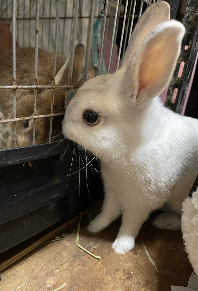 Oxql5c0's tweet image. またちた50センチ🐇