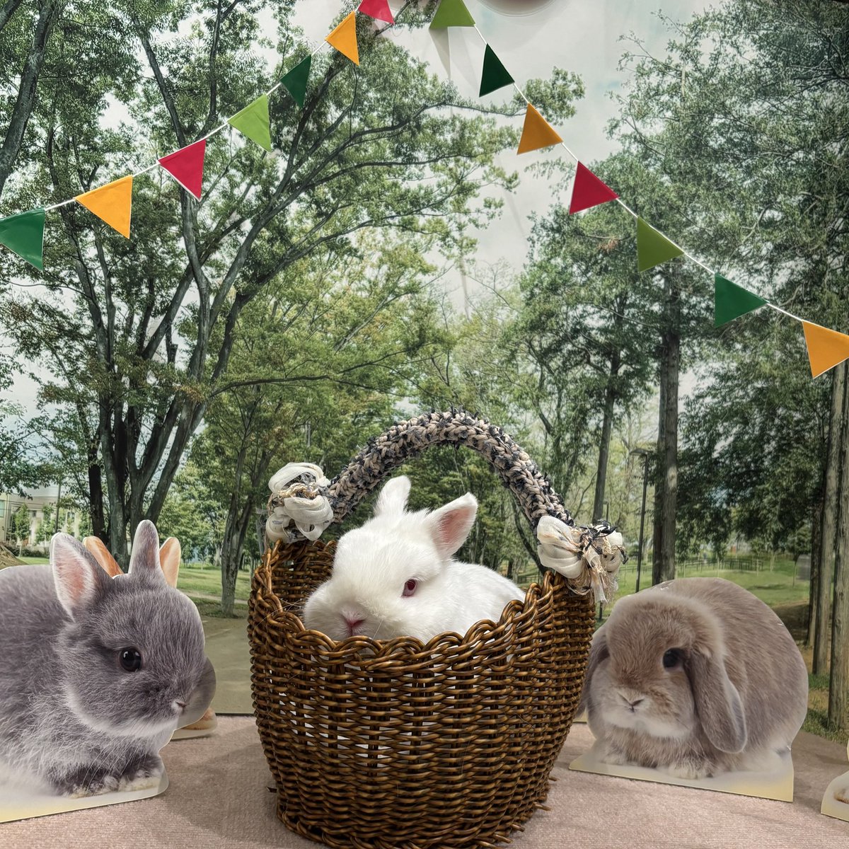 かごに入ったおもちちゃん！ 格式高くて素敵です🤭 #うさぎ #うさぎの