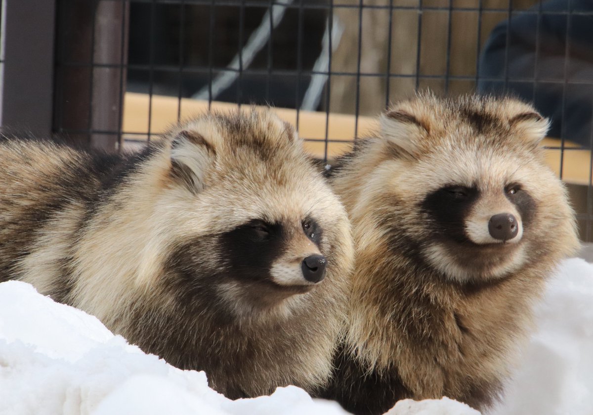 コレがエゾタヌキっだ🐾

#エゾタヌキ
#エゾタヌキ協会