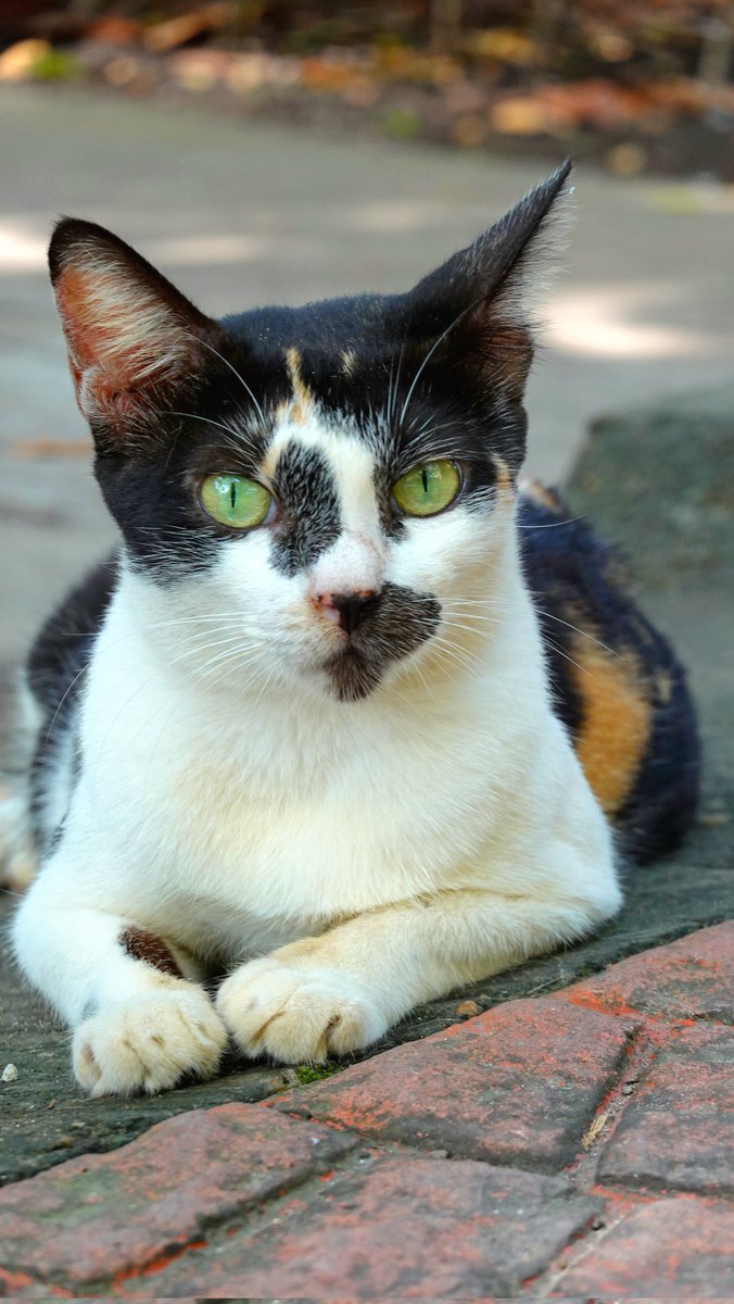 parthosarathi_b's tweet image. Caturday is here – let's see your  purrfect friends! 😺 🐾