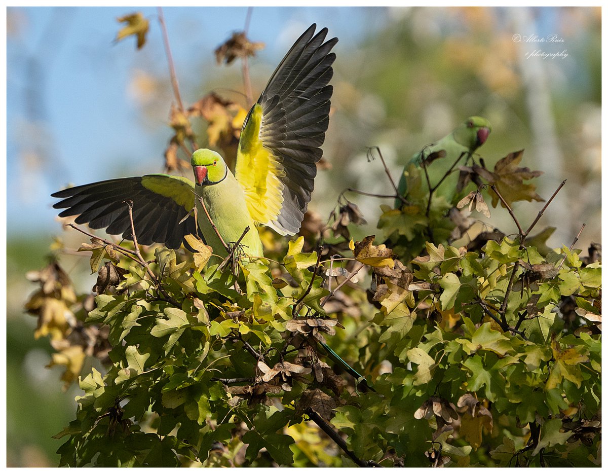 mañanas de cotorreos
Tan bonitas y tan cabronas, ley natural.

#fotografia #birds #NaturePhotography #ThePhotoHour #SonyAlpha
