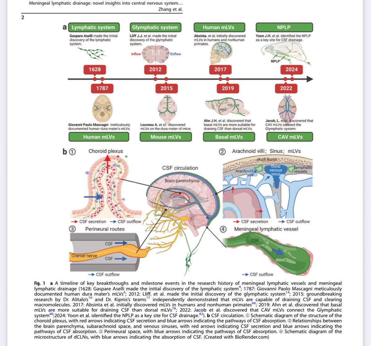 jvillacastin's tweet photo. Este sistema de drenaje linfático especial que tenemos en el cerebro, parece fundamental para poder liberarnos de las posibles sustancias tóxicas que producimos en el día día. Si fuéramos capaces de optimizarlo, mejoraríamos el sueño y la juventud cerebral.https://t.co/427MZzrzEF https://t.co/cKod7bCHDX