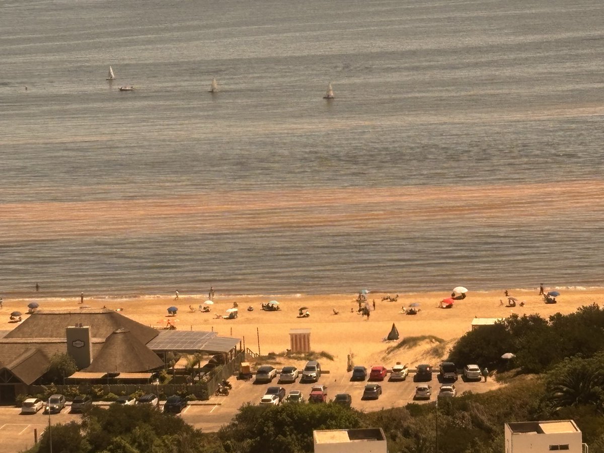 carlosfierro70's tweet photo. Según la Armada, esta mancha marrón de hoy en el agua en el agua en Punta del Este, es de nautilucas. ¿Alguien pudo observar la bioluminiscencia recientemente? https://t.co/38Y2ntbAfY