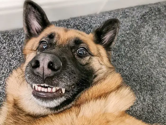 Your pet just did something adorable/hilarious? 😹 Don't just show friends, post it on Hype!

That 15-second video could literally pay for their next bag of treats. Your everyday moments = direct earnings.

Get paid for pet antics: hypeit.app