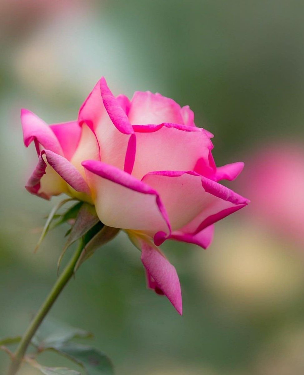 Every new day is a chance to begin again.