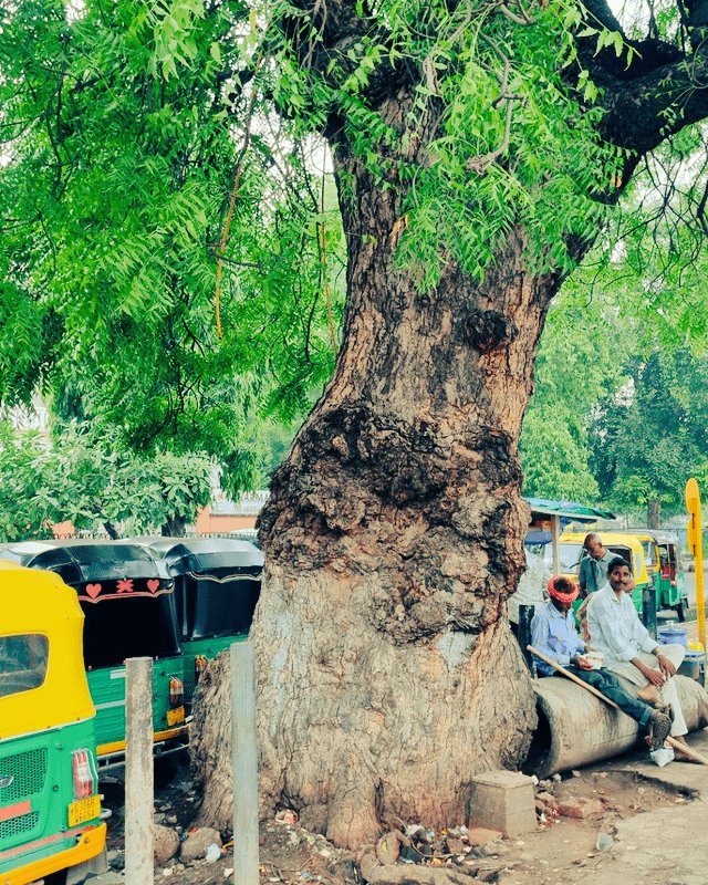 leafandlaw's tweet image. My Name? Azad.
Azadirachta indica.
The free Tree of India.
Some names are earned by living an altruistic life. That&apos;s the everyday Neem Tree for you. 
Azad the Altruistic one.