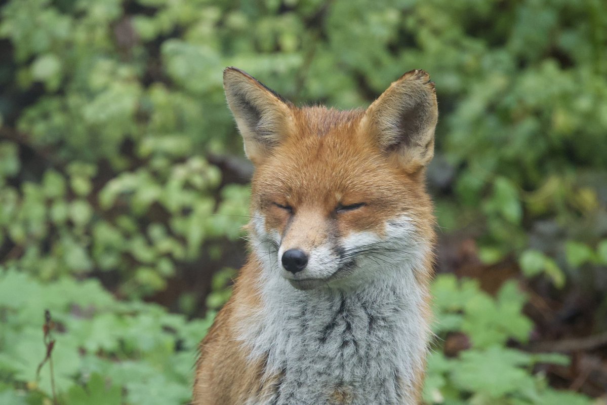 davidhateley's tweet image. #FoxOfTheDay