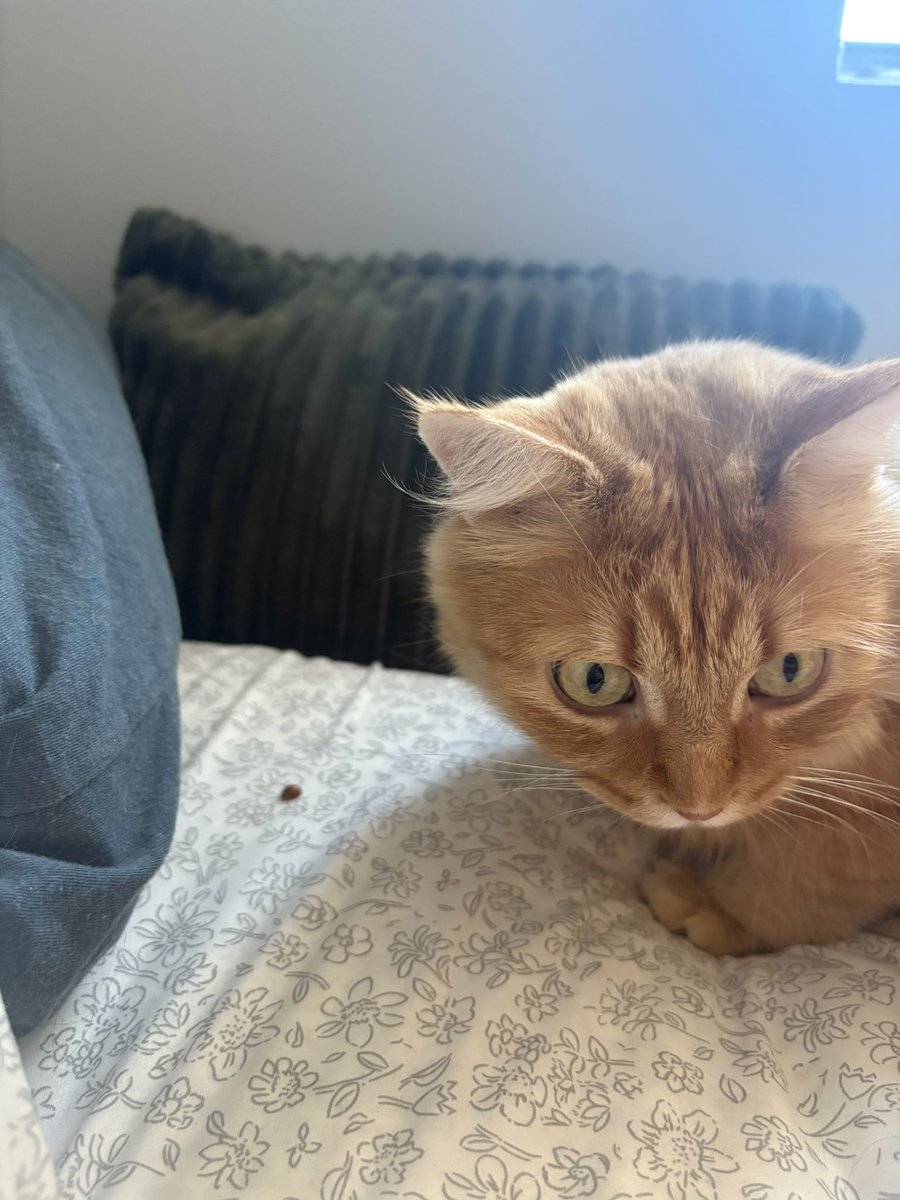 Steve is very protective of this ladybug