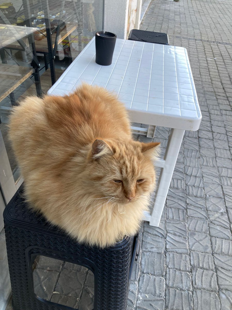 Takipçi ilanı : "Cok kötü durumda😭 atıldığı sitenin paspasının üzerinde yatıyor😭 inanılmaz uysal ve sevecen🥺 bende her yerde paylaşacağım şimdi 🥺çok acıklı bir hikaye bulalım ya içim parçalanıyor şu an🥺