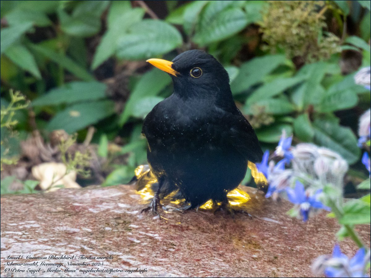 Merlinmaus's tweet image. The Blackbird is one of the most common #birds in my country. And one of the most beautiful 😍
🇩🇪 Amselmännchen beim Baden 🛁
#photography #bird #BirdLovers #TwitterNatureCommunity #NaturePhotography #birdwatching