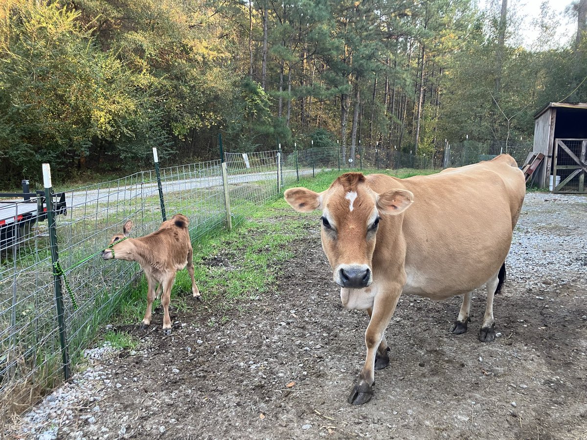 Three and a half more weeks until Jamie calves out. This calf is Medusa’s calf Tinkerbell, who is most displeased with halter work. Jamie is a whiskey barrel on legs. No ideal heading into calving. 👎👎👎
