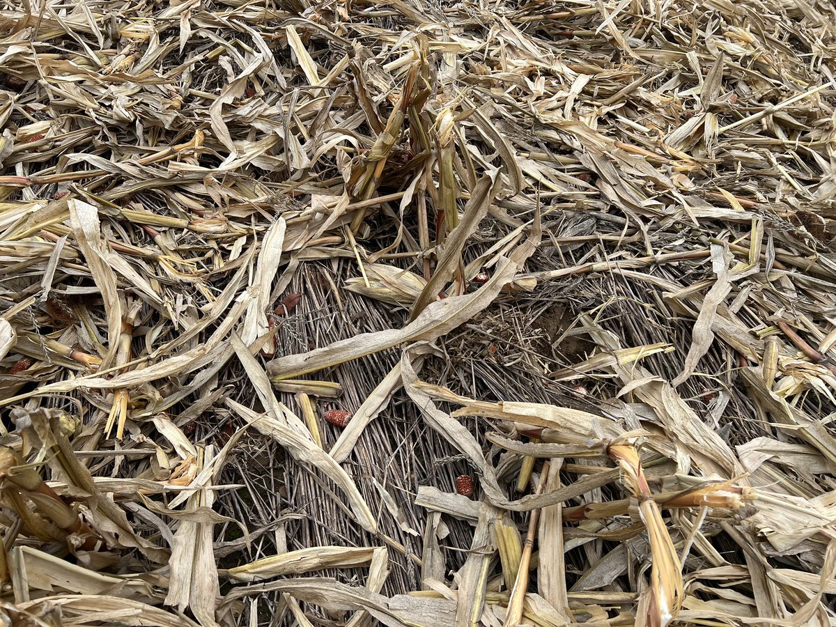 Late night planting cover crops and harvesting corn #harvest2025