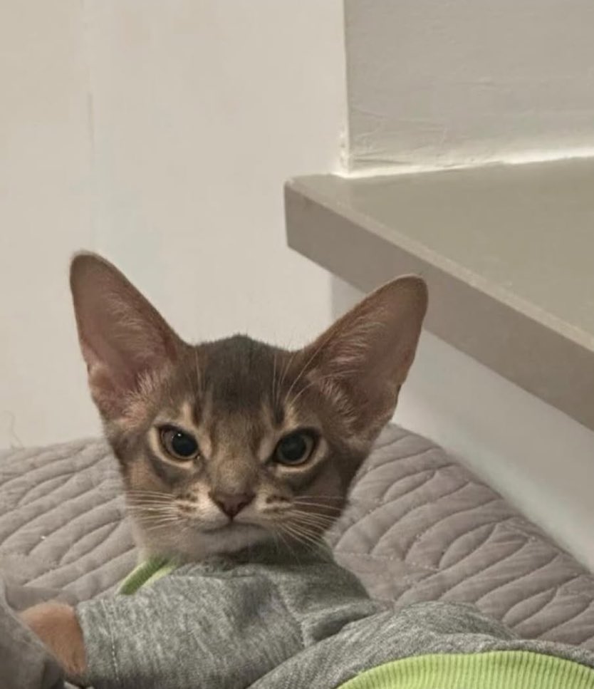 Pazar sabahı erken uyandırılınca bizim surat