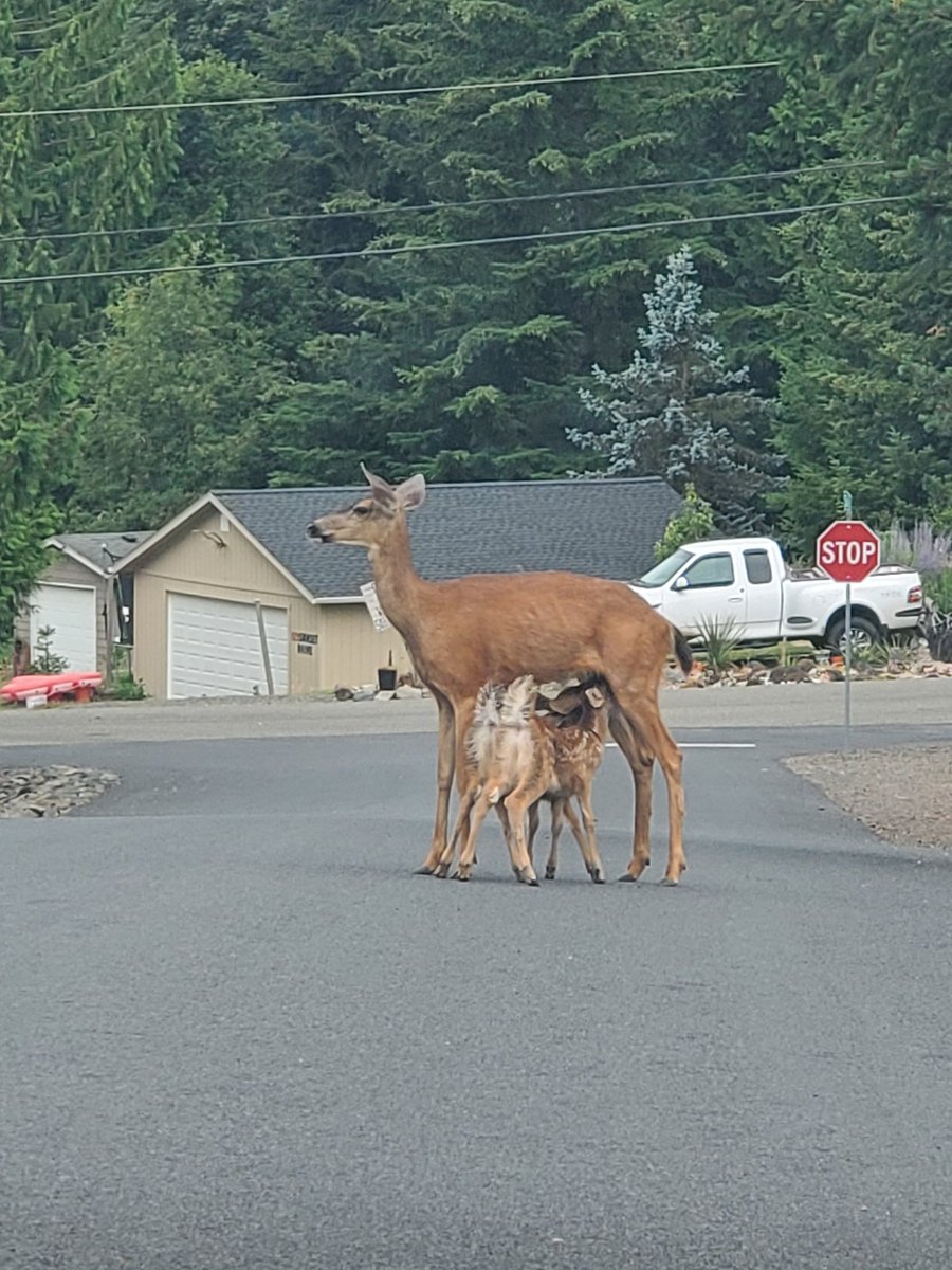 pcmdg911's tweet photo. Isn't there a more appropriate place to feed your young then on the street while I'm on my way to church. https://t.co/Sstk1aT8fM