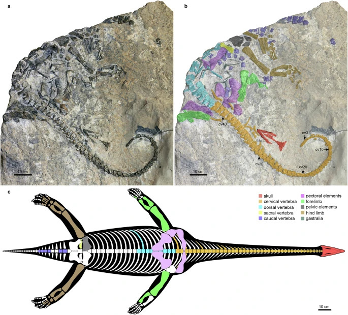 Dinoh555's tweet image. Earliest long-necked sauropterygian Lijiangosaurus yongshengensis and plasticity of vertebral evolution in sauropterygian marine reptiles  

New long-necked sauropterygian Lijiangosaurus yongshengensis

nature.com/articles/s4200…