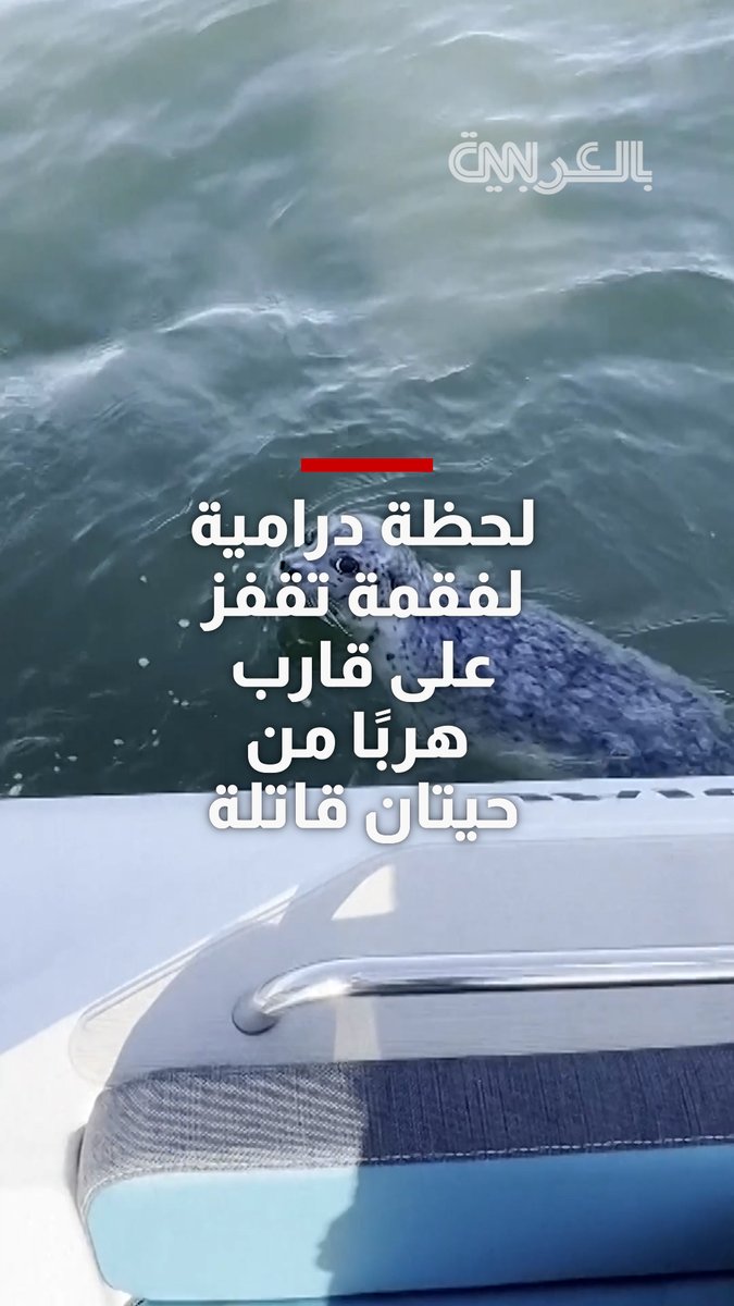 فقمة تقفز على قارب للنجاة من حيتان قاتلة.. لحظة درامية التقطها مصور هاوٍ قبالة سواحل سياتل في مشهد نادر ومثير 