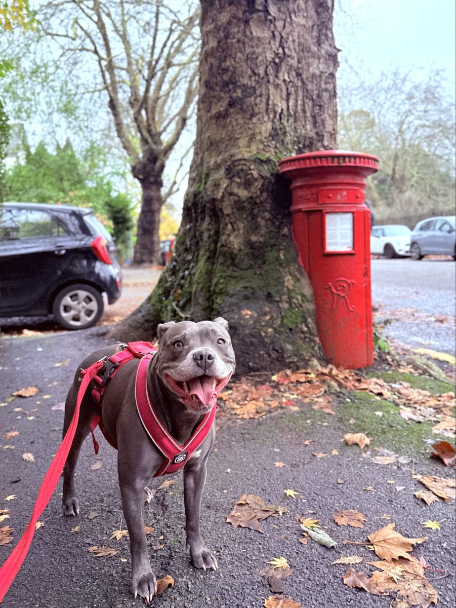 This tree is eating our postbox.  Mum, let’s get out of here before it tries to eat me! ❤️❤️ #IsaMary #PostboxSaturday  #StaffySaturday #CuteDogs