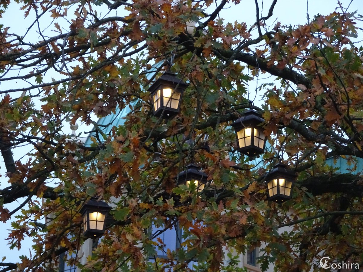 Coshira_'s tweet image. De lampjes die voorheen waarschijnlijk bij Pagode in de boom hingen, hangen nu in een boom voor het Efteling Grand Hotel.

#Efteling #WinterEfteling #EftelingGrandHotel