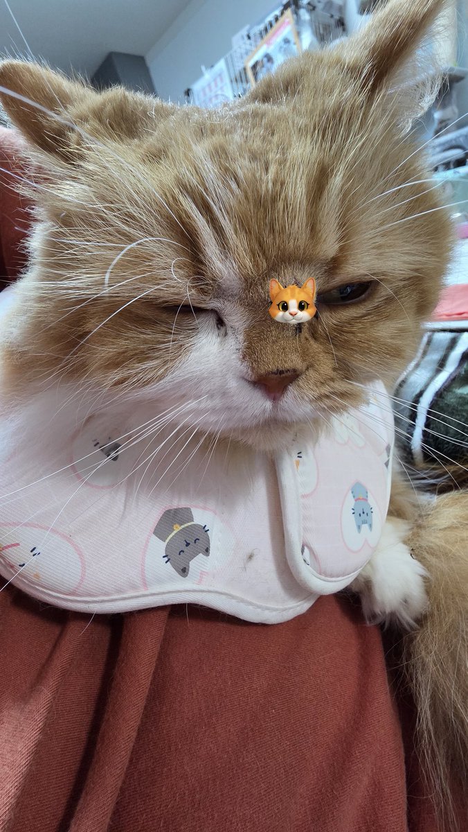 潤ちゃんについて
お久しぶりです😊
先月なでなでしていたらしこりらしきものを発見。検査の結果CT撮って詳しく検査した方がいいとのことで、11月5日に検査を実施しました。
鼻骨内腫瘍との診断で良性か悪性か、再度検査に出してもらってる状況です。。
手術も予約済み。。。それまで不安😭