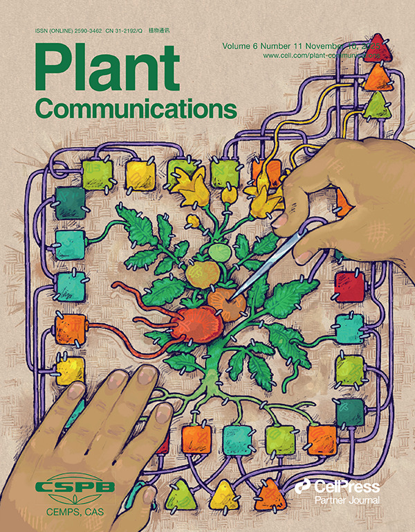 Plant Com Nov 2025 issue online🎉Cover story: Organ-level gene-regulatory networks inferred from transcriptomic data reveal context-specific regulation and highlight novel regulators of ripening and ABA-mediated responses in tomato. Image by Josefa Ormeño. cell.com/plant-communic…