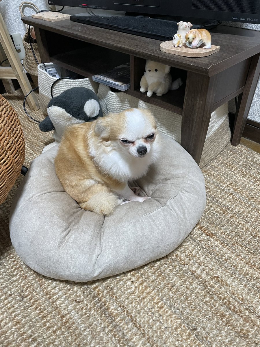 に (@donyoku_jp) on Twitter photo 