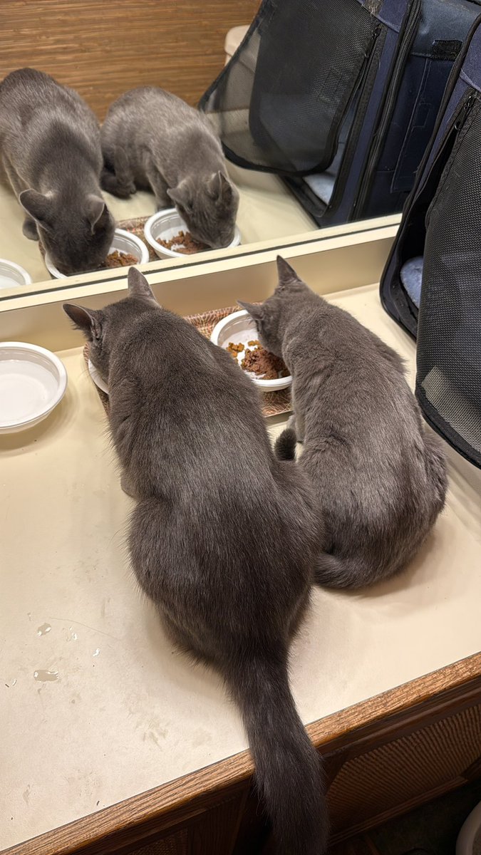 drpull's tweet image. Tris and Izzy. First breakfast at their new house.