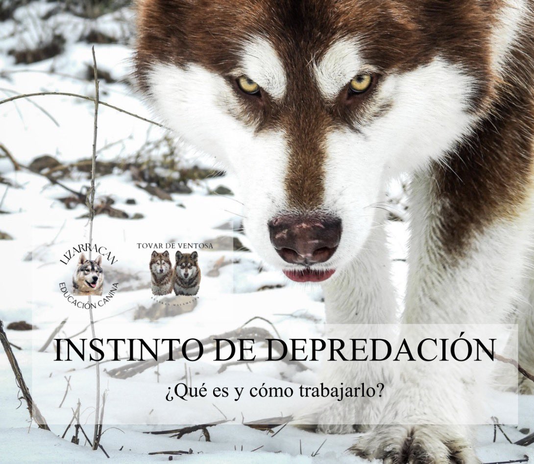 Sabato mattina dei sogni: casa pulita, tofu affumicato con cipolle e asparagi, un bicchiere di vino e pranzo e nel sto seguendo una Masterclass sulla prefazione, curata da un allevatore di Malamute spagnolo che seguo e stimo un sacco.

La vita semplice è bella.