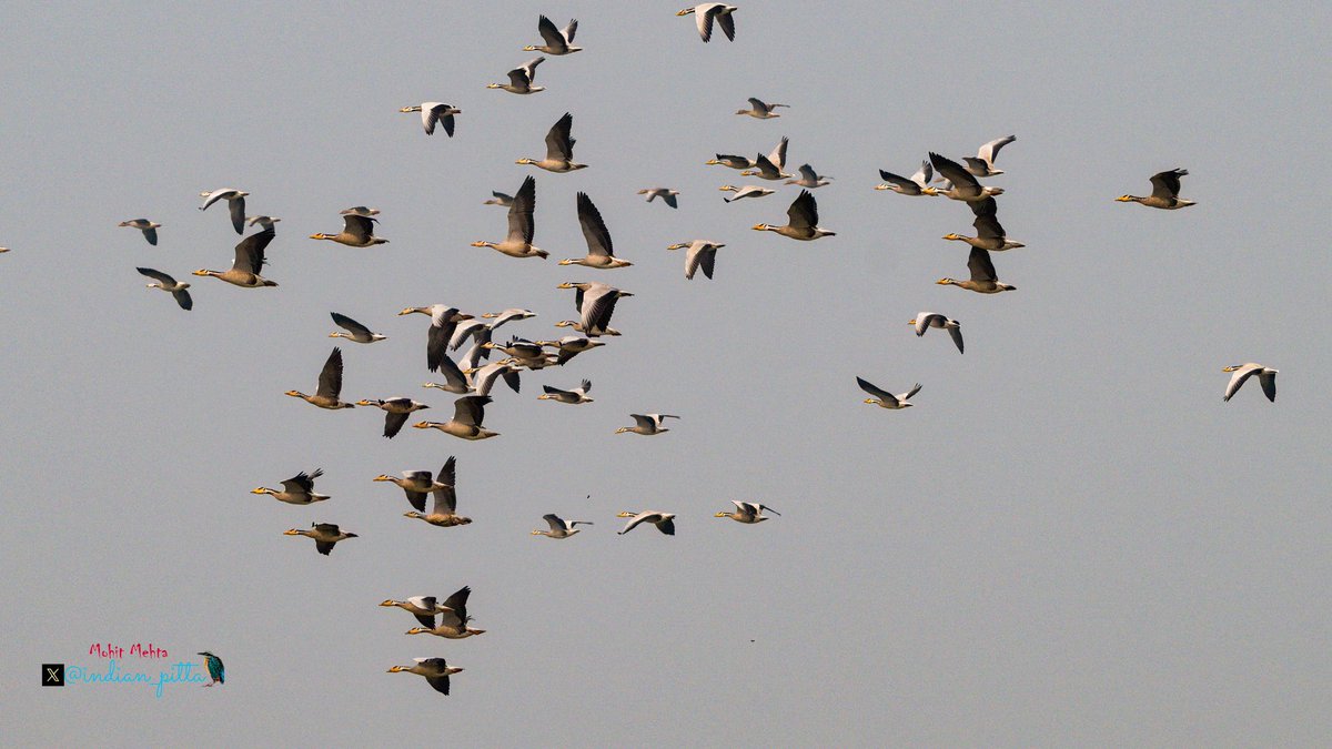 Today I walked 4KM at my favourite Wetland under the flocks of migratory and resident birds.