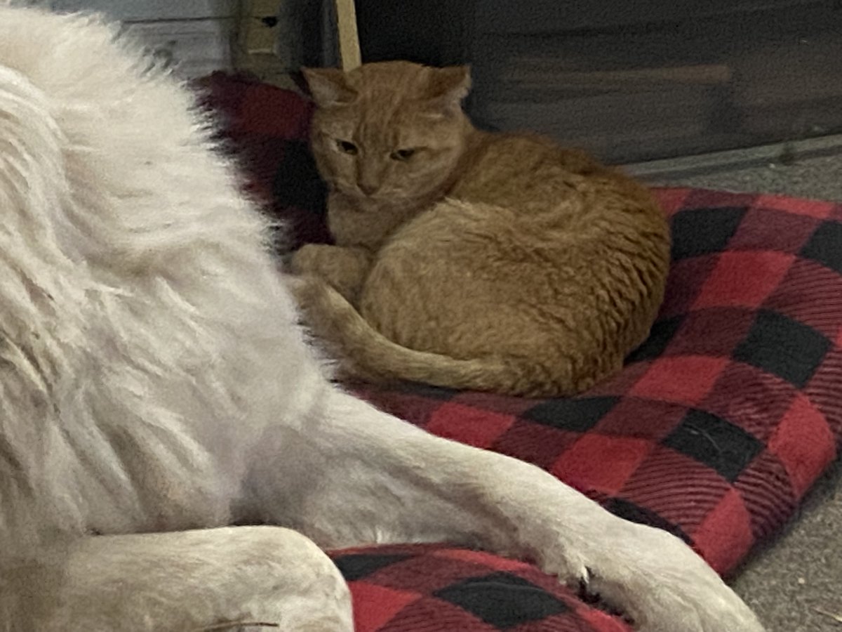 It's Caturday. Pete and PITA Pup have achieved detente. Of a sorts. Pete informs me that there's not enough coffee in the world to put up with this. I think we all need ☕️☕️☕️😆