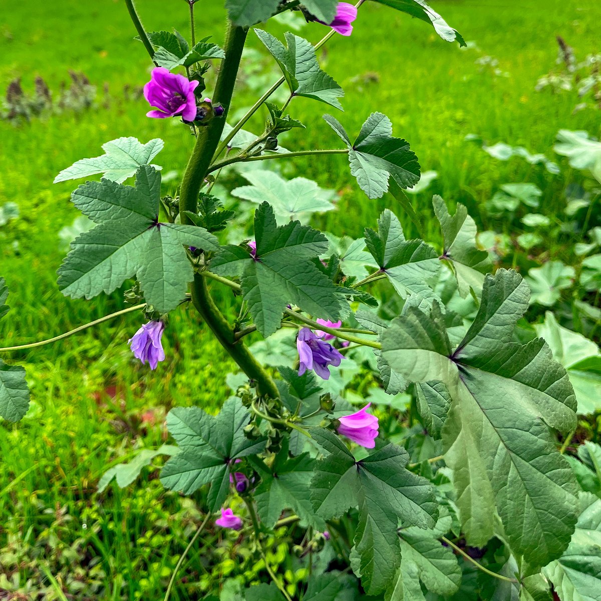 mono_grafic's tweet image. How I relax on the weekend: I just put in the oven mallow leaves sarmas stuffed with rice and black oyster mushrooms, after picking them this morning and then spending two hours preparing 😅