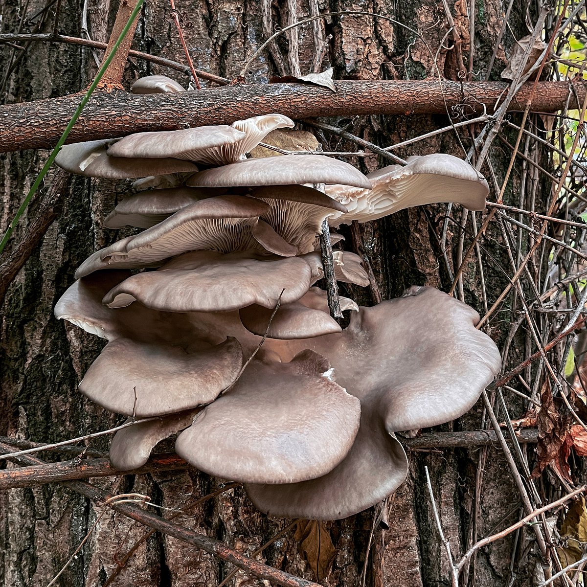 mono_grafic's tweet image. How I relax on the weekend: I just put in the oven mallow leaves sarmas stuffed with rice and black oyster mushrooms, after picking them this morning and then spending two hours preparing 😅