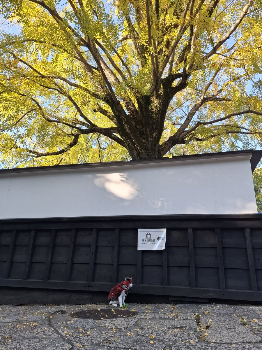 ZIPPO0833's tweet photo. 熊本城の銀杏の見頃は　もう少しとです🐱　　#熊本城　#熊本城猫　#サムライエイジ　#猫サムライ　#samuraicat #のら旅　#今日D #熊本　#kumamoto https://t.co/WoOpW9rAcn