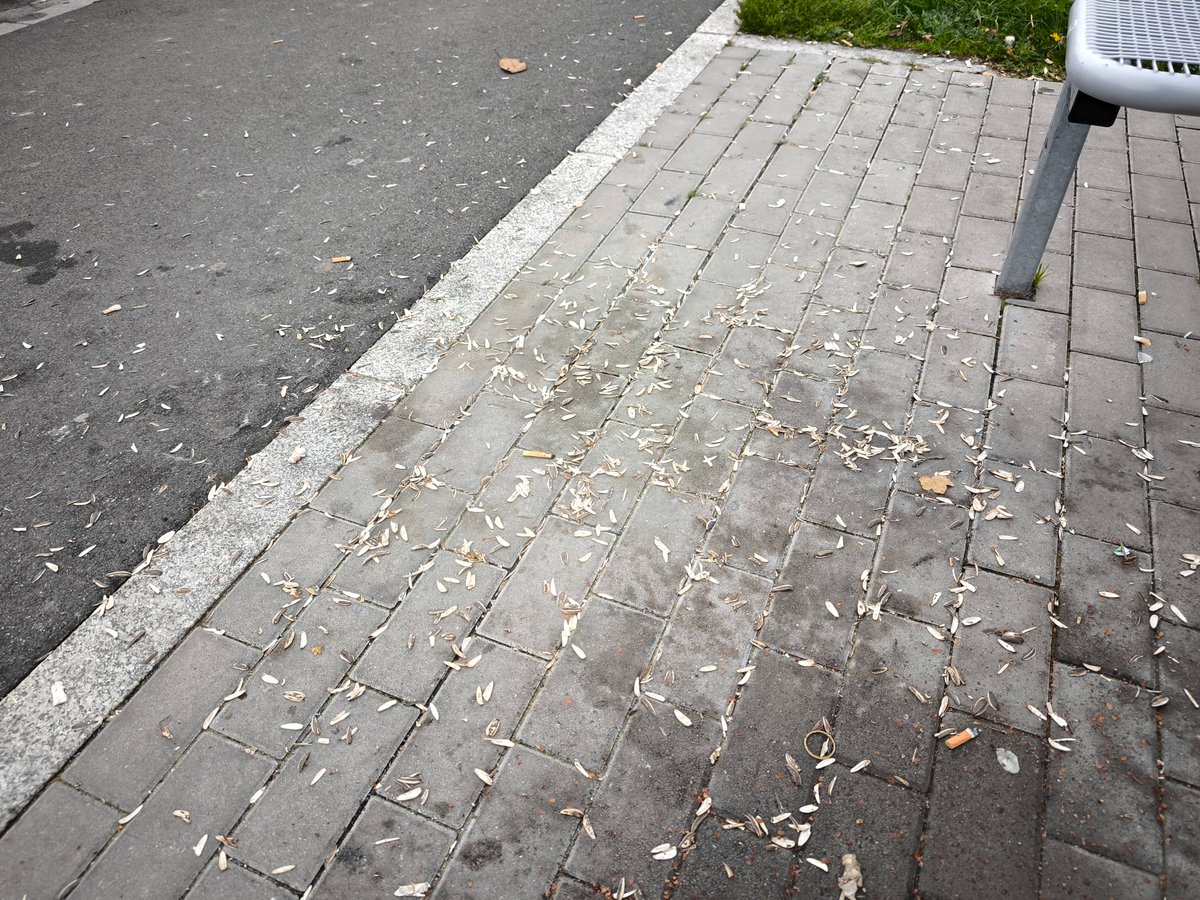 tirexxerit's tweet image. Almanya&apos;da bir park alanı çekirdek kabukları ve sigara izmaritleri yani değişen pek de bir şey yok batı cephesinde.