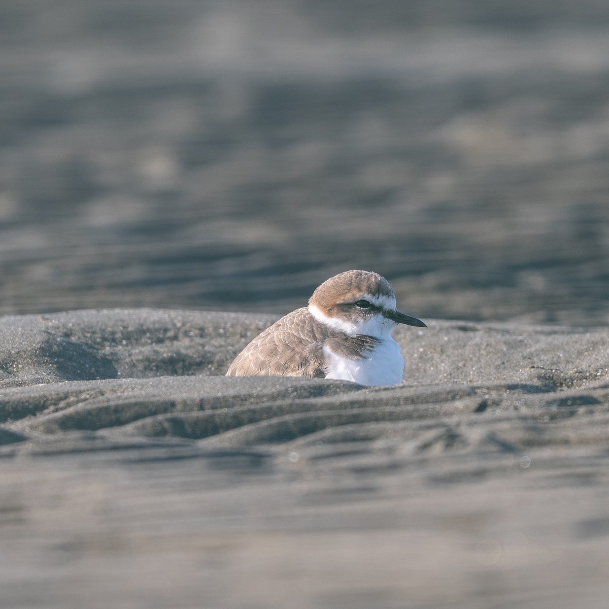 用事の合間に浜へ。ポカポカ陽気のせいか、穴ボコにすっぽりハマって