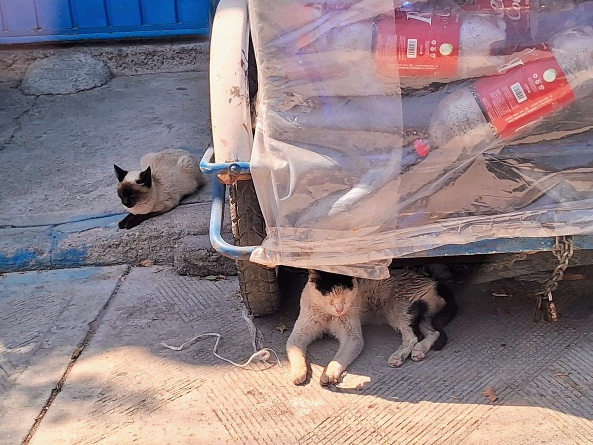 Tristes realidades ... qué intentamos cambiar una y otra vez Rescatando y esterilizando , Pero si las personas comprendieran Lo importante que es Esterilizar , esto no sería una constante , Ni se vería a Diario 
Conciencia es lo que pido 😔